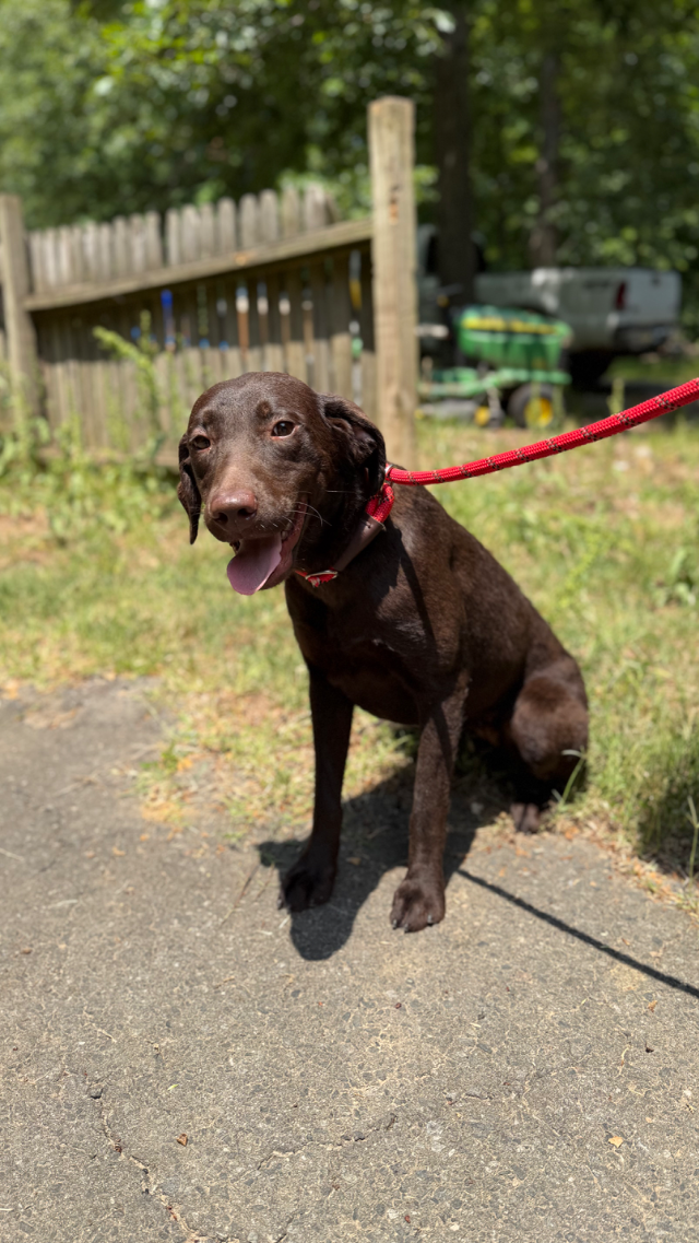 Winnie - chocolate Labrador Retriever puppy for sale at LabPups.com