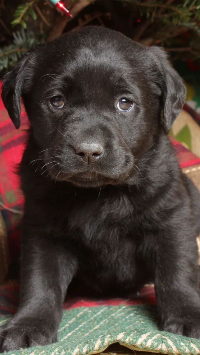 Stella - black Labrador Retriever puppy for sale at LabPups.com
