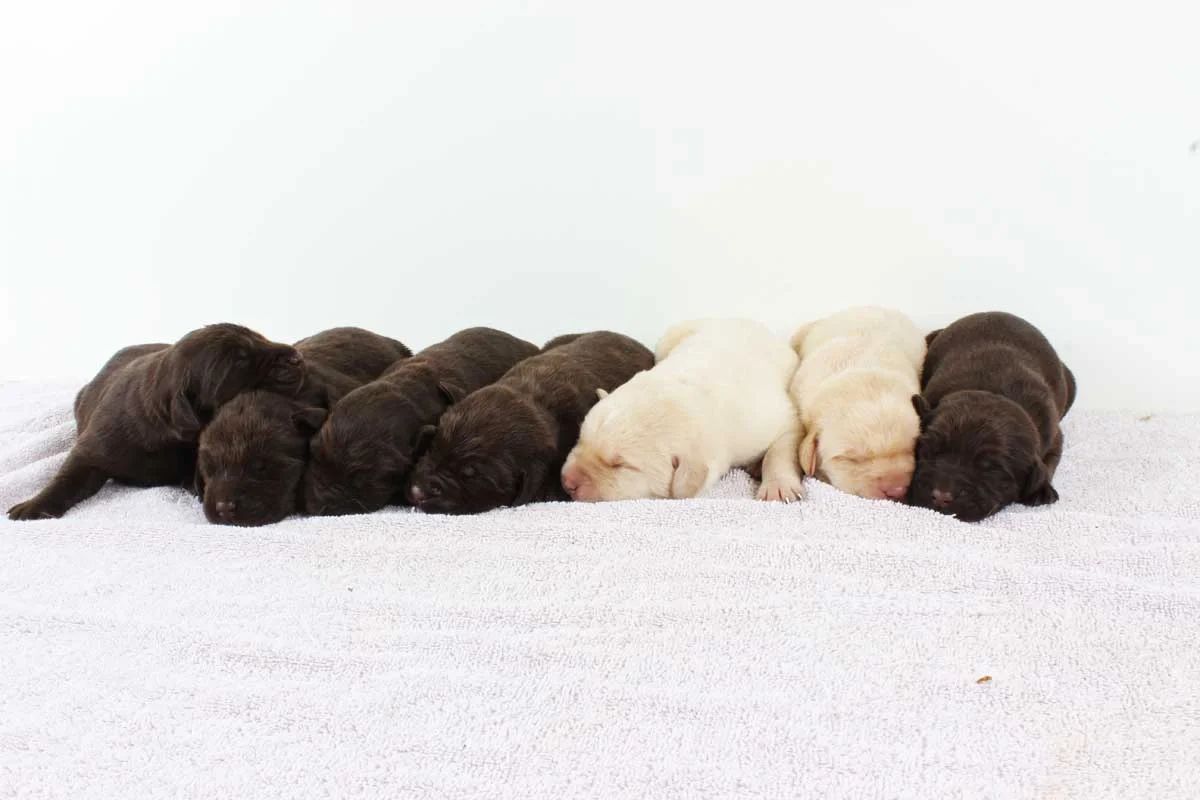 Find Your Perfect Black, Yellow, or Chocolate Labrador Puppy in Charlotte, NC