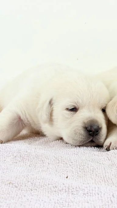 Nella - yellow Labrador Retriever puppy for sale at LabPups.com