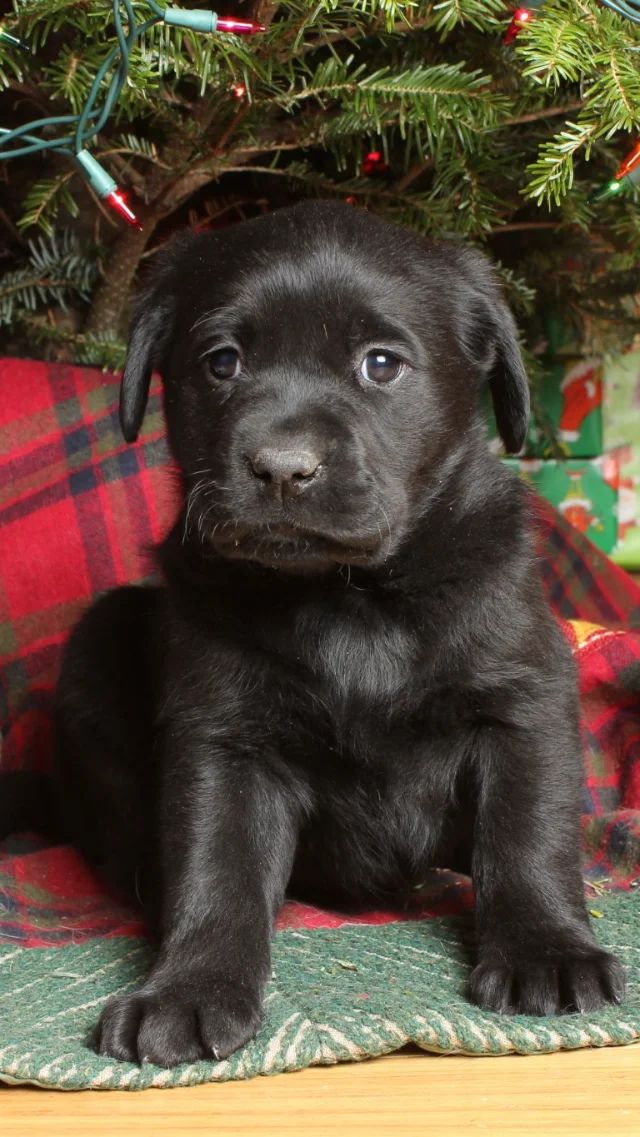 Luna - black Labrador Retriever puppy for sale at LabPups.com