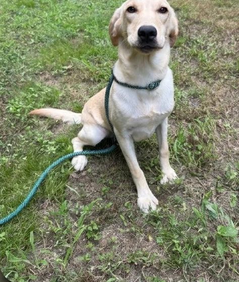Lilly - yellow Labrador Retriever puppy for sale at LabPups.com