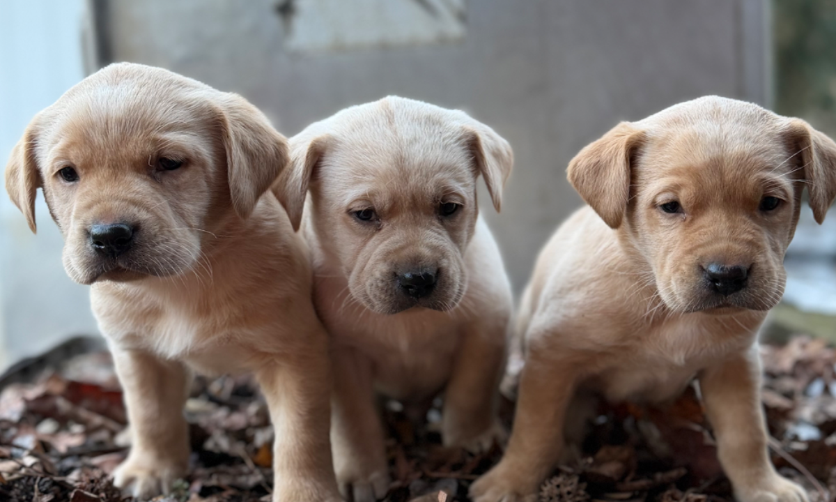 Bogart & Dusty Litter