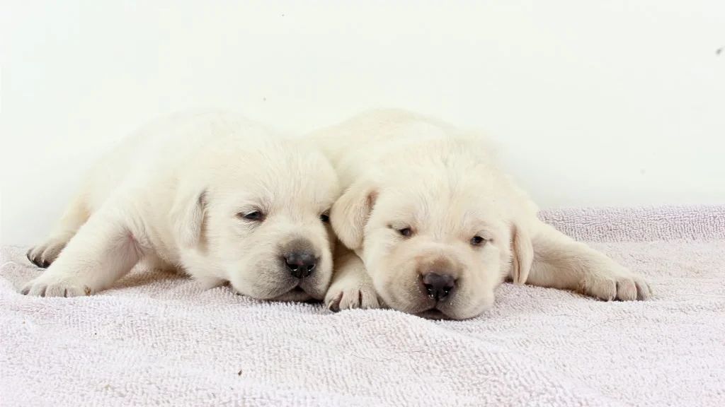 Bogart & Molly Litter