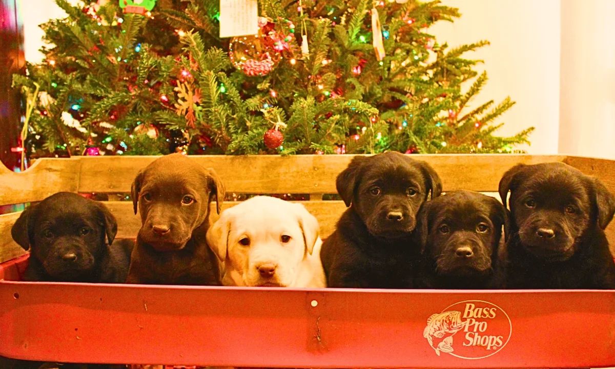 Cooper & Harley Litter