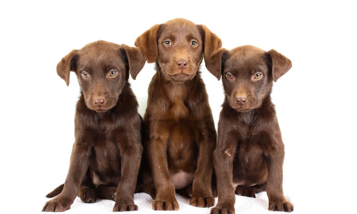 Chip & Maggie Litter