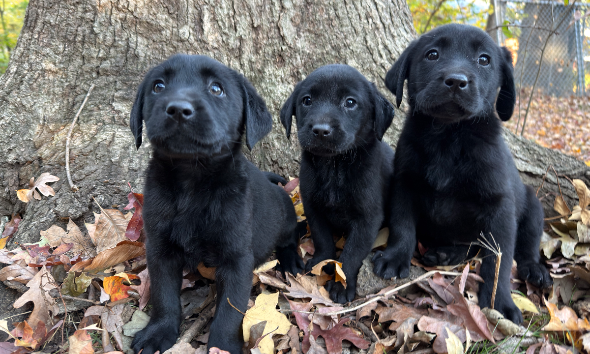 Chip & Rose Litter