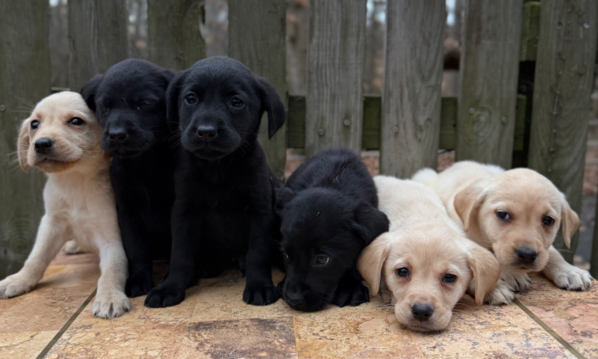Start 2026 with a Labrador Puppy - Available Now in Charlotte NC