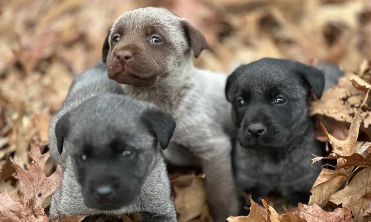 Duke & Boo Litter