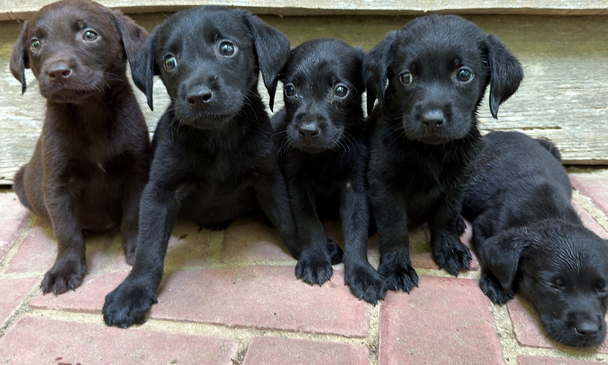 Brody & Sable Litter