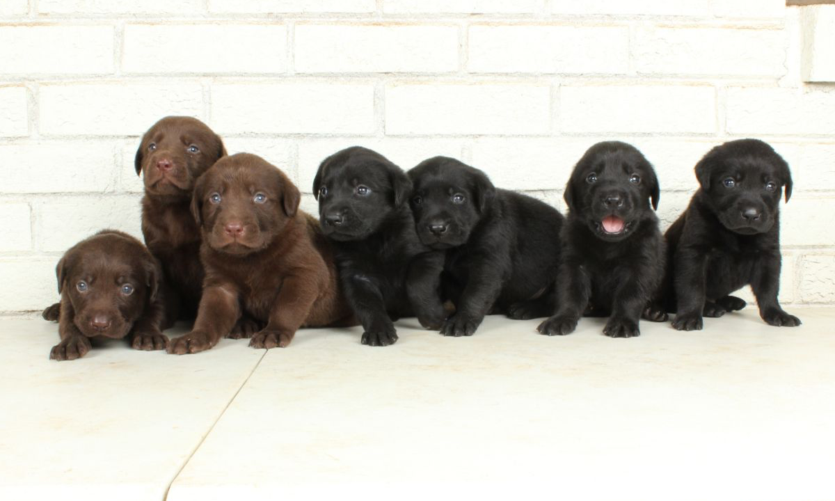 Rambo & Brandy Litter