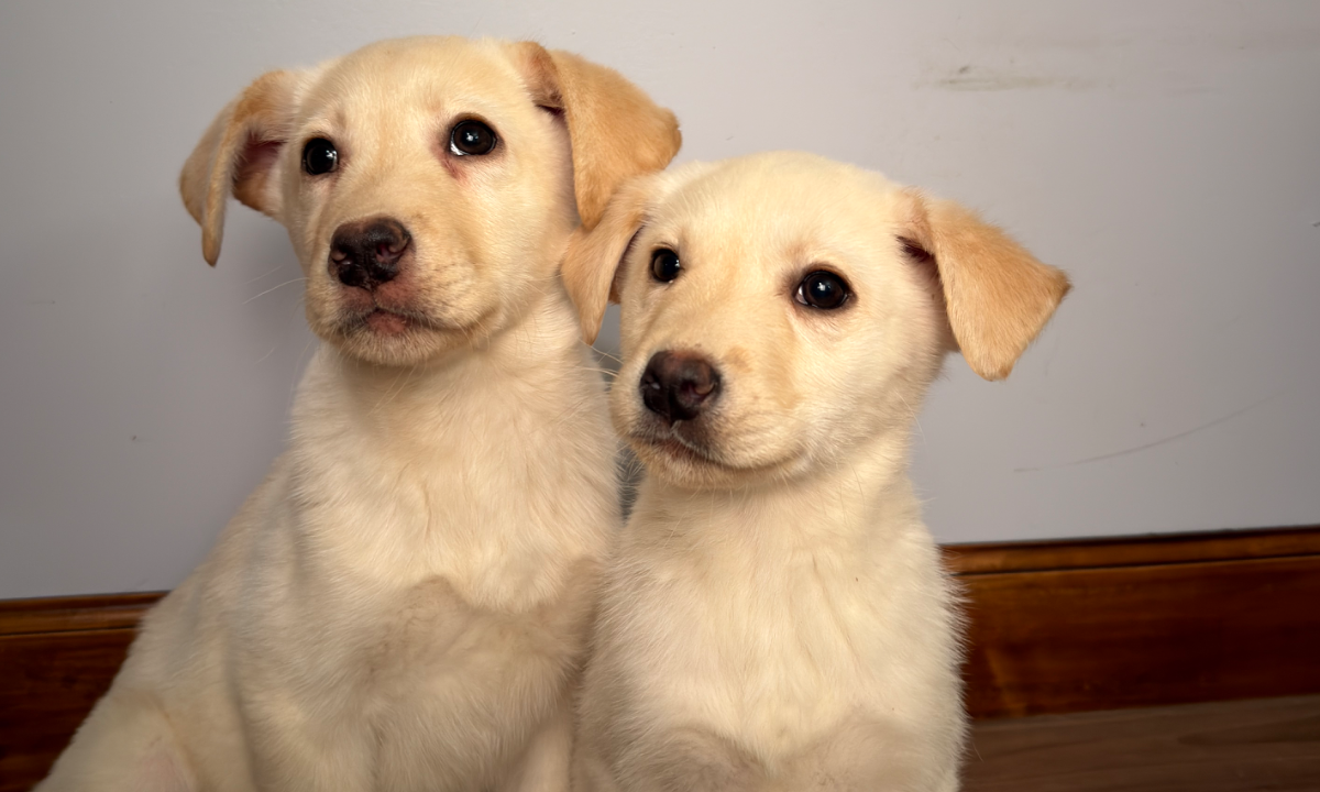 Bogart & Nala Litter