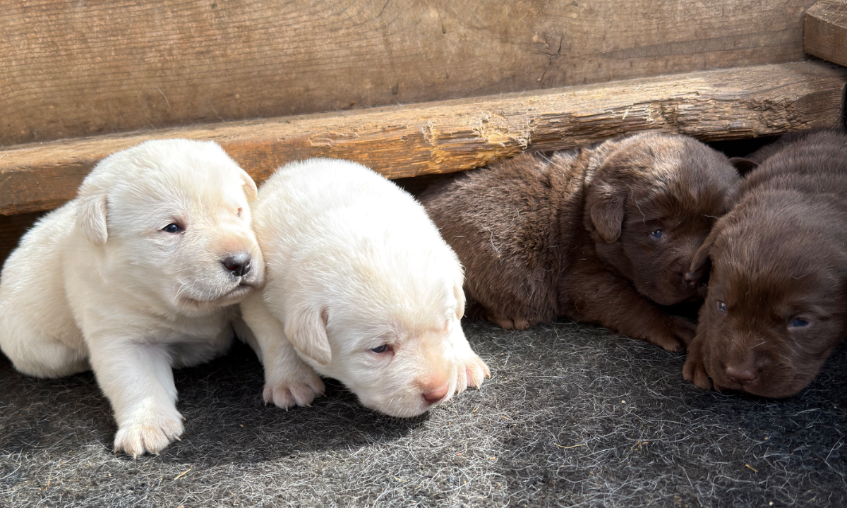Goose - chocolate Labrador Retriever puppy for sale at LabPups.com