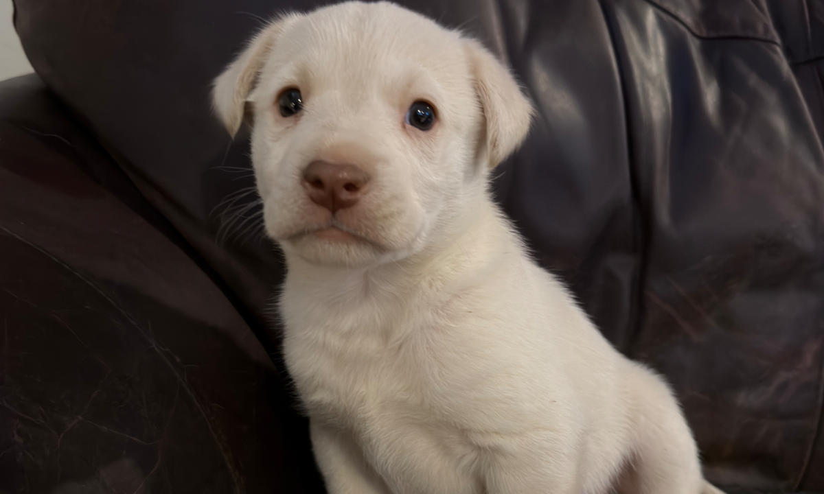 Chip & Aurora Litter