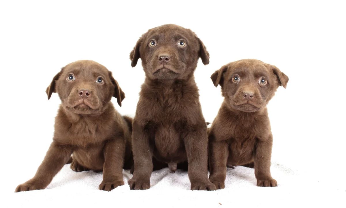 Duke & Jingles Litter